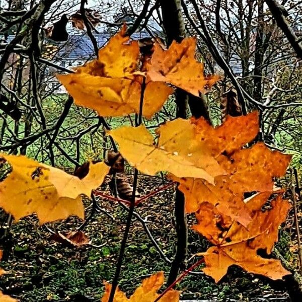 Platanus occidentalis Lehti