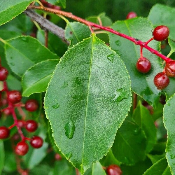 Prunus serotina Lehti