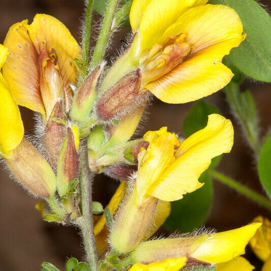 Chamaecytisus hirsutus ᱵᱟᱦᱟ