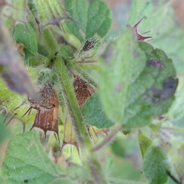 Mesosphaerum suaveolens Blad