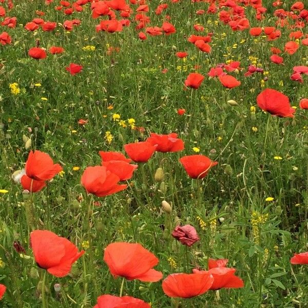 Papaver apulum Blomst