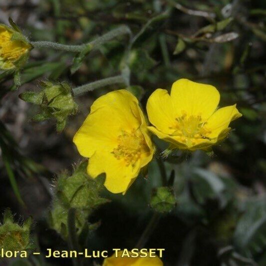 Potentilla nivea Кветка