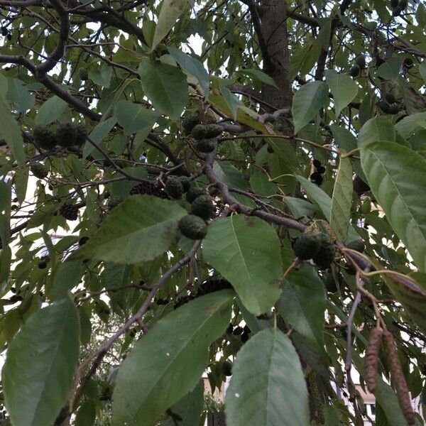 Alnus japonica Fruit