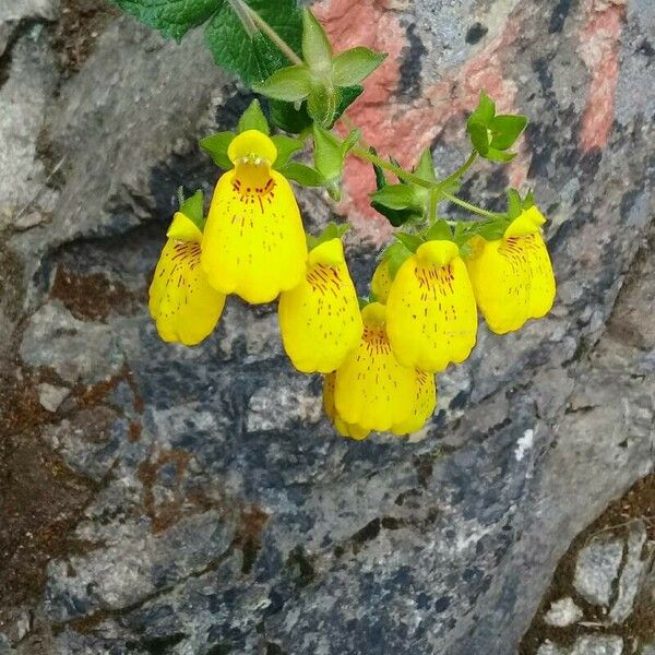 Calceolaria crenatiflora Blüte