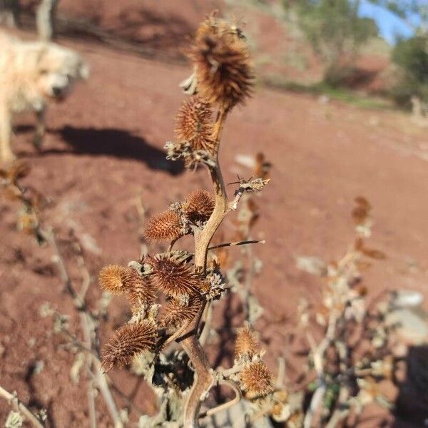 Xanthium orientale Meyve