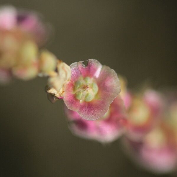Salsola vermiculata 花
