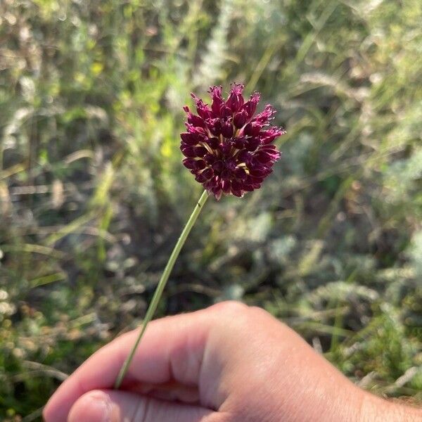 Allium atroviolaceum 花