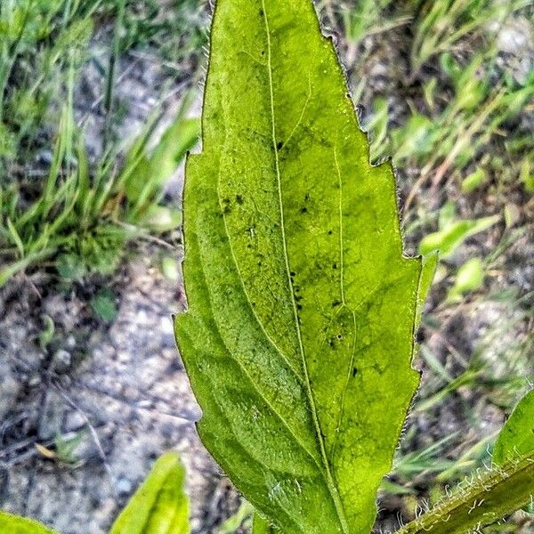 Erigeron speciosus Leaf