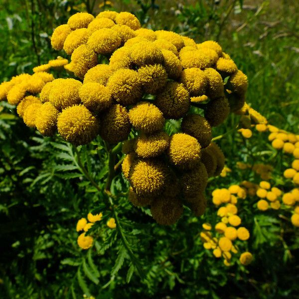 Tanacetum vulgare 花