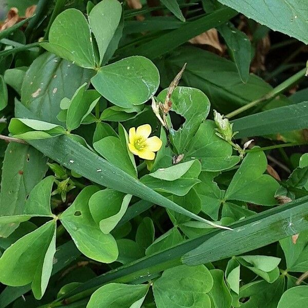 Oxalis stricta Flor