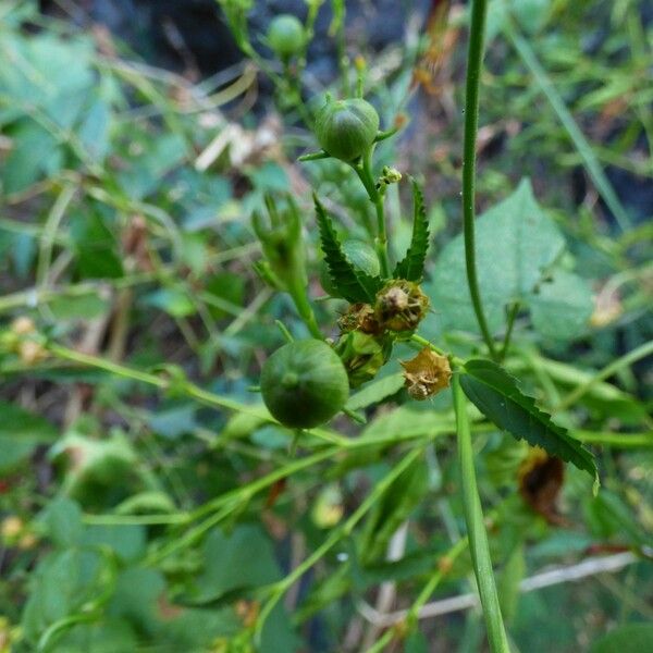 Ipomoea hederifolia Fruit