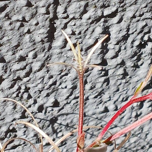 Epilobium montanum Fruit