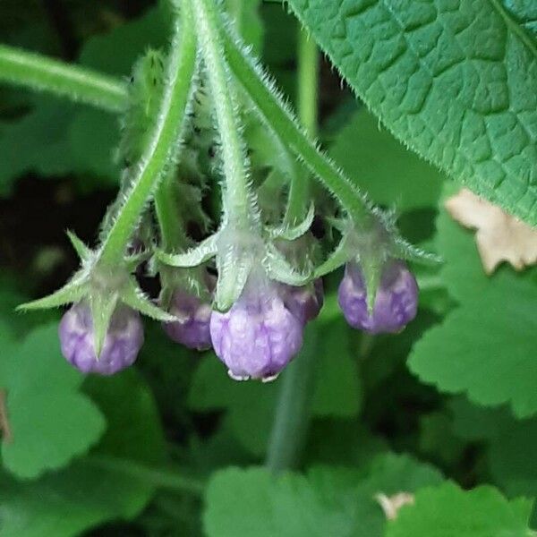 Symphytum officinale Flower