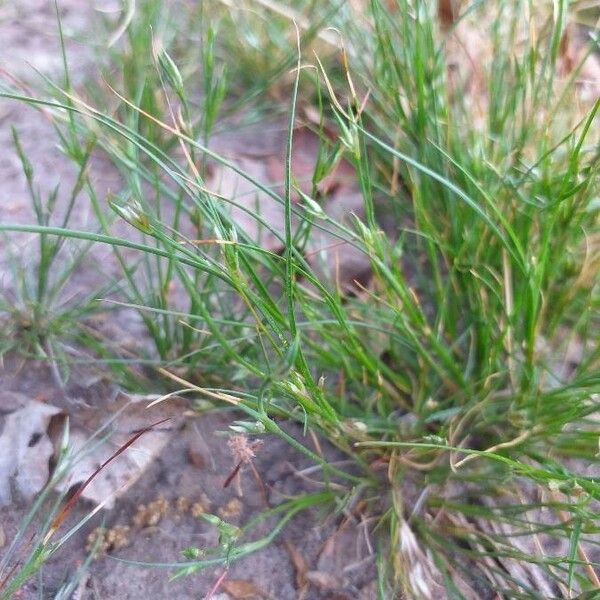 Juncus bufonius Цвят