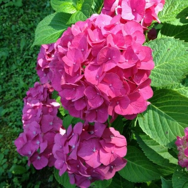 Hydrangea macrophylla फूल