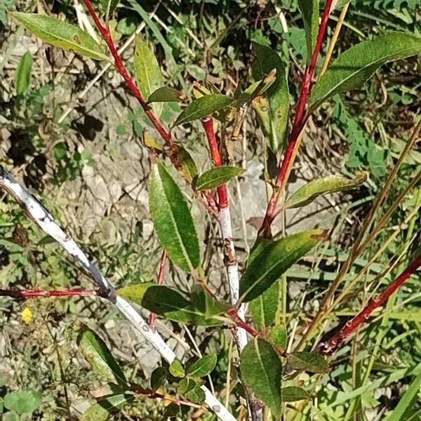 Salix daphnoides Folio