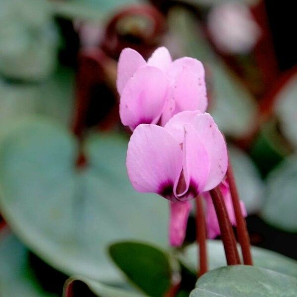 Cyclamen coum Flor