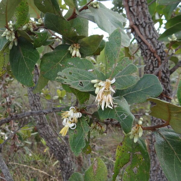 Styrax ferrugineus Ліст