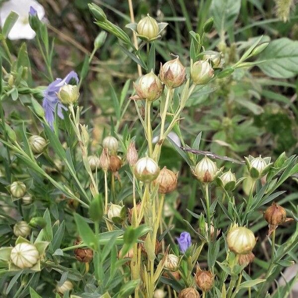 Linum usitatissimum Fruit