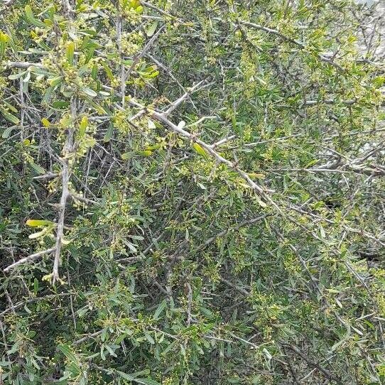 Schinus longifolia Hábito