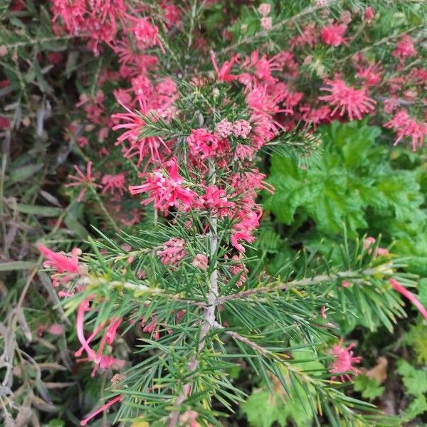 Grevillea rosmarinifolia Квітка