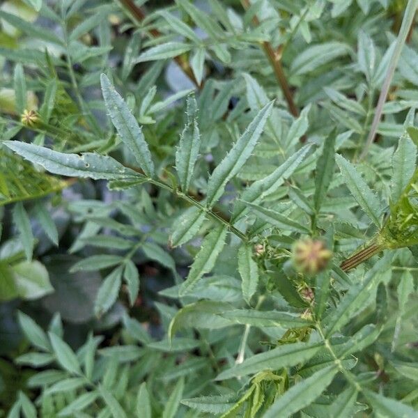 Tagetes erecta Liść