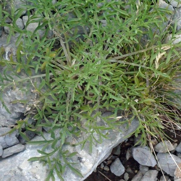 Centaurea corymbosa Habit