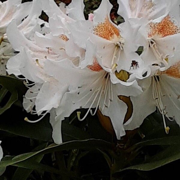 Rhododendron maximum फूल