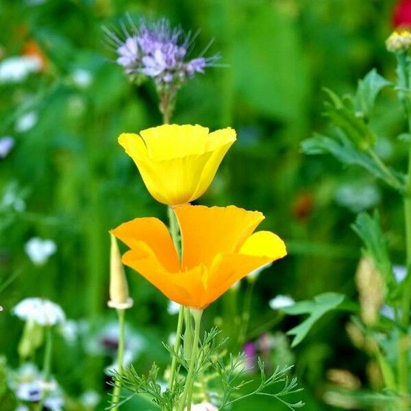 Eschscholzia caespitosa Flower