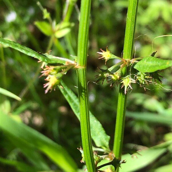 Rumex brownii Leaf