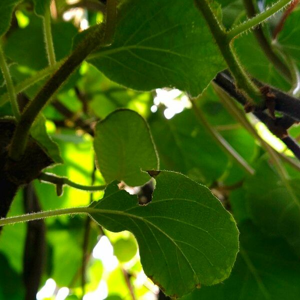 Actinidia chinensis 叶