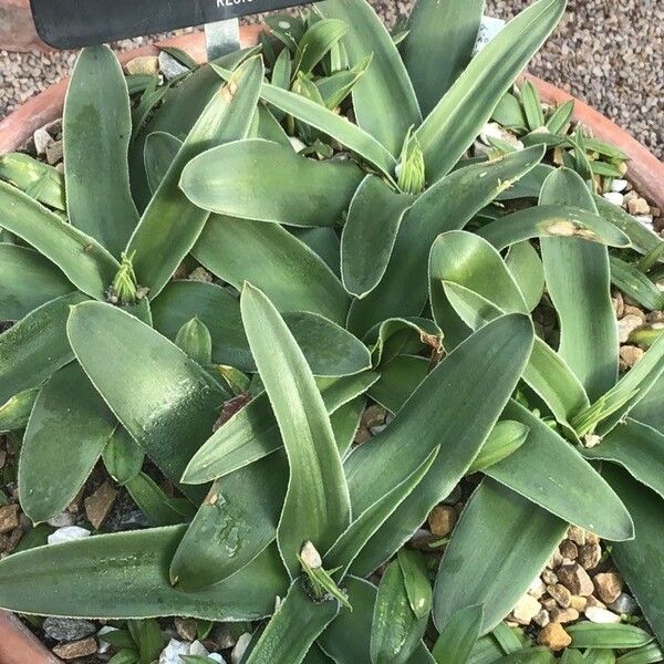 Scilla peruviana Leaf