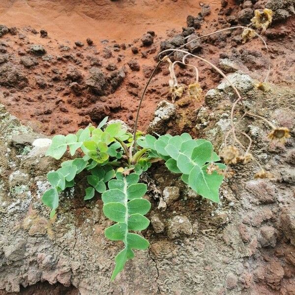 Sonchus ustulatus Blad