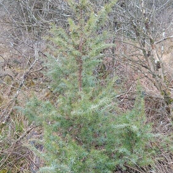 Juniperus communis 形态