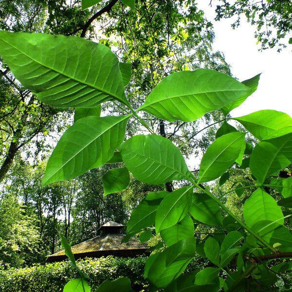 Ptelea trifoliata Листок