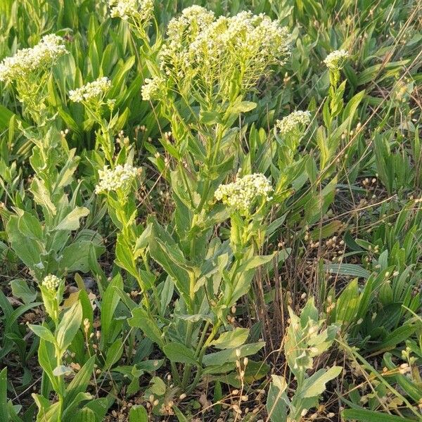 Lepidium draba 葉