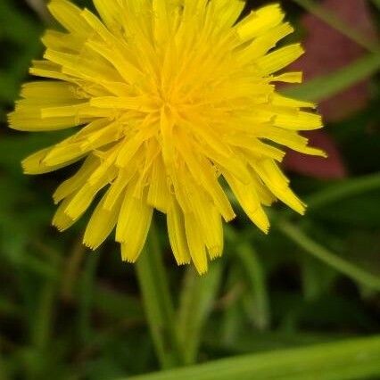 Taraxacum mattmarkense Kwiat