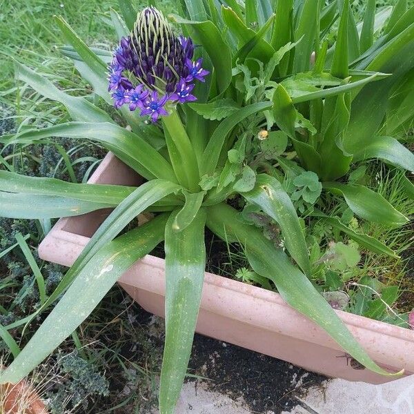 Scilla hyacinthoides 花