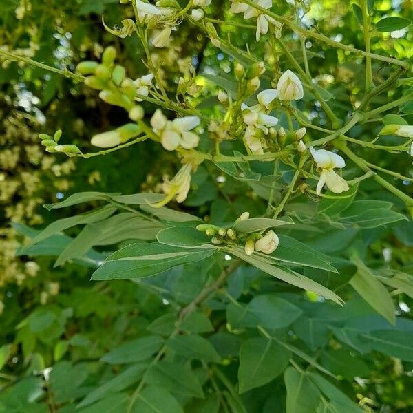 Moringa oleifera Leaf