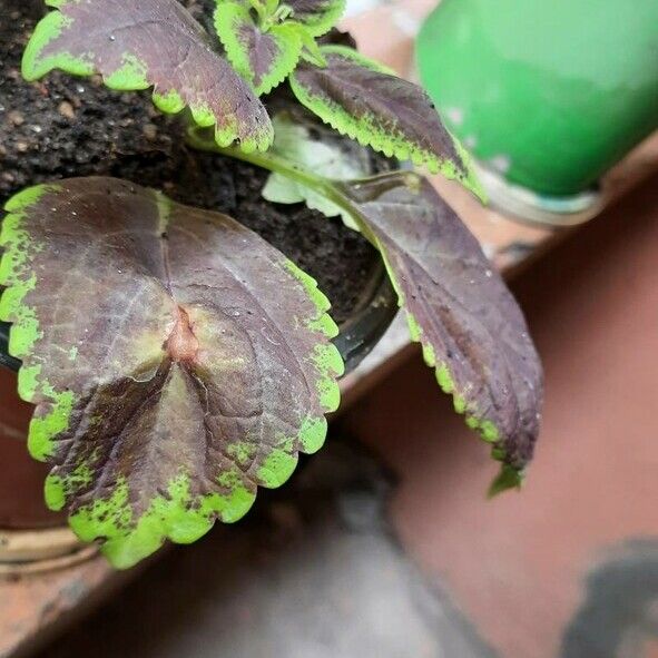 Plectranthus scutellarioides Liść