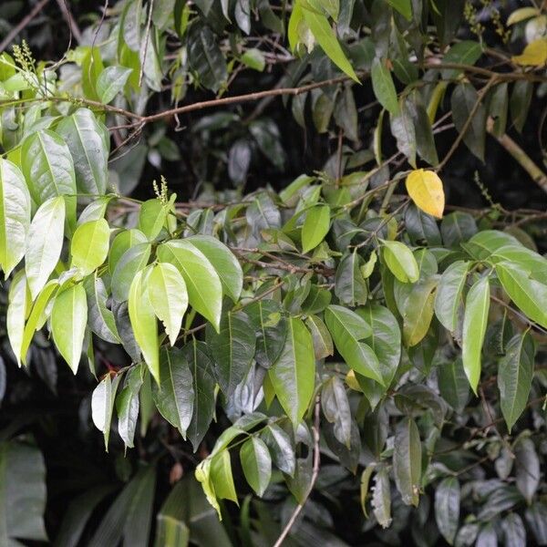 Bunchosia polystachia ശീലം