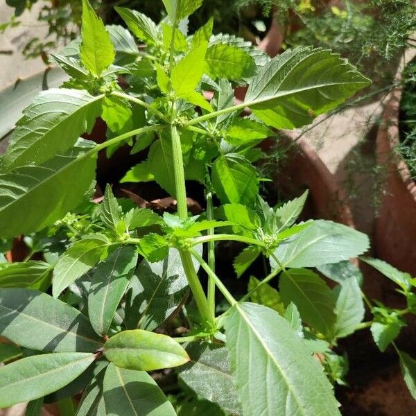 Mercurialis annua Habitat