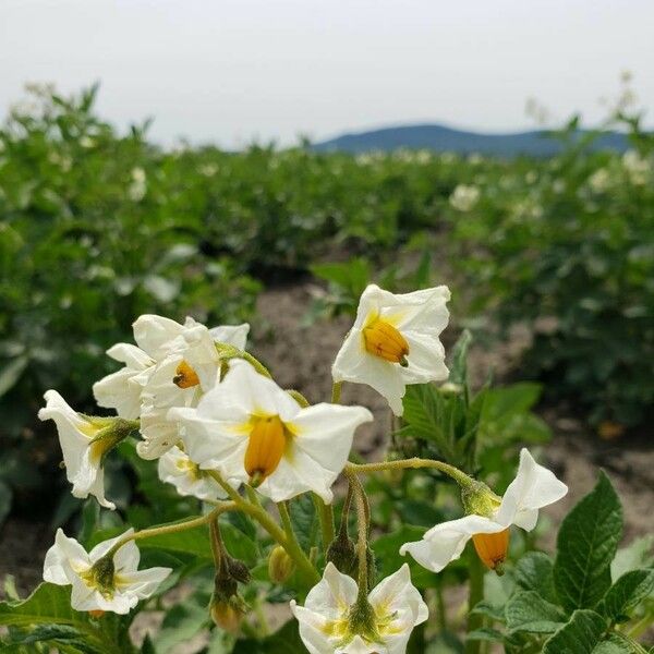 Solanum tuberosum Floare