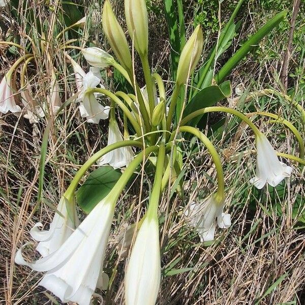 Crinum macowanii Kukka