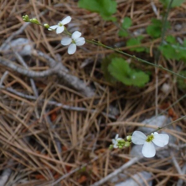 Crambe hispanica Kwiat