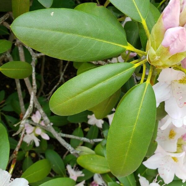 Rhododendron maximum Ліст