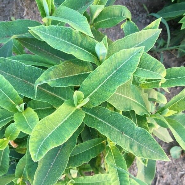 Asclepias purpurascens 葉