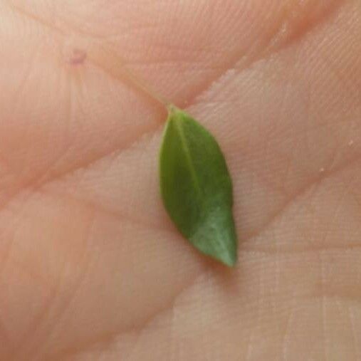 Globularia bisnagarica Leaf