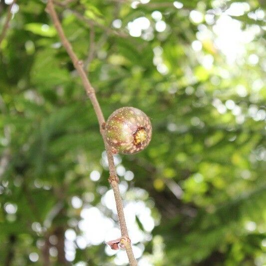 Ficus mauritiana Frutto