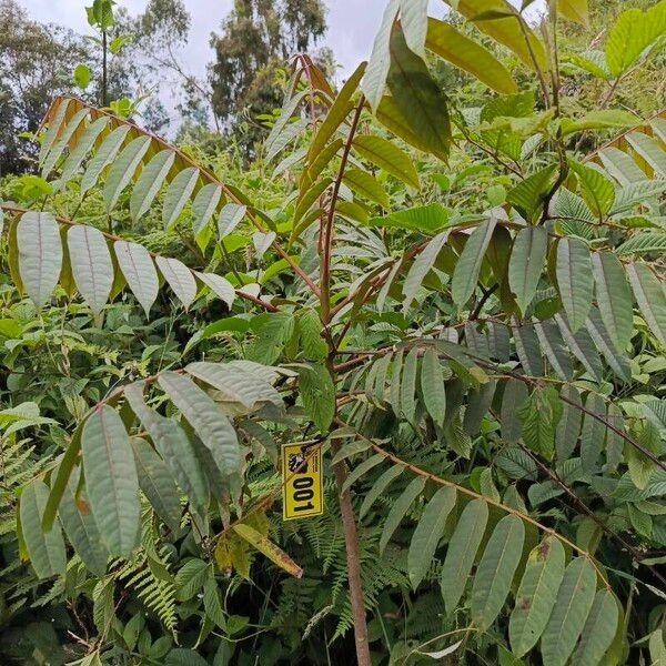 Cedrela odorata Leaf